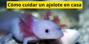 Cómo cuidar un ajolote en casa