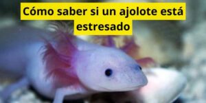 Cómo saber si un ajolote está estresado