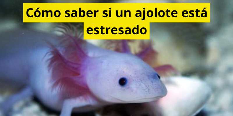Cómo saber si un ajolote está estresado
