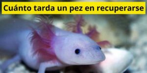 Cuánto tarda un pez en recuperarse