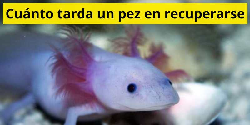 Cuánto tarda un pez en recuperarse