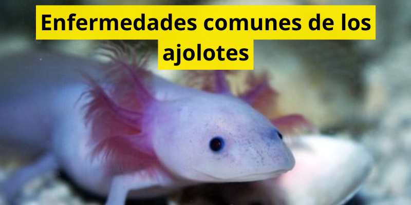 Enfermedades comunes de los ajolotes