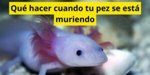 Qué hacer cuando tu pez se está muriendo
