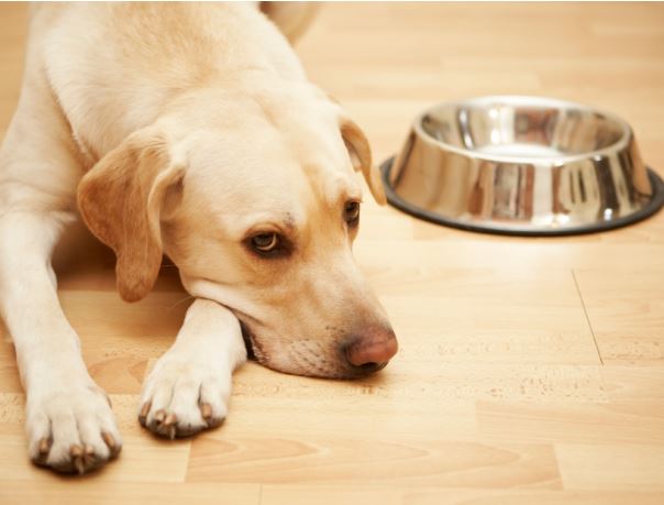 Problemas digestivos en perros