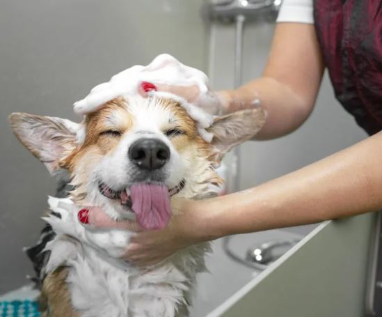 Cómo bañar a un perro