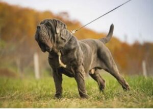 Razas de perros grandes guardianes