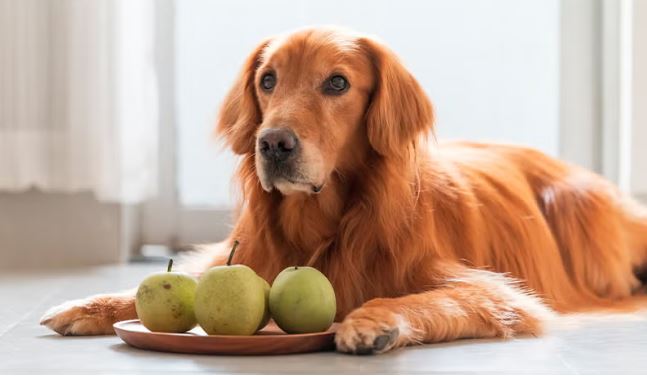 Qué pueden comer los perros