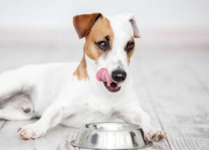 ¿Cuánto debe comer un perro?