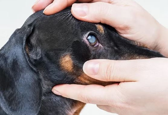 Enfermedades comunes en perros