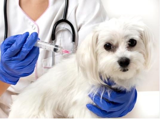¿Cuándo llevar al perro al veterinario?