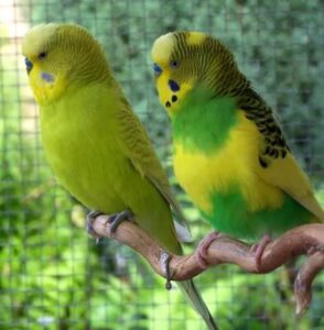 ¿Es bueno tener periquitos australianos en casa?