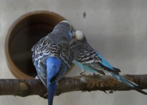 ¿Qué hongo puede afectar a los periquitos australianos?