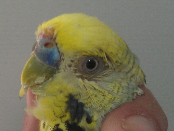 ¿Qué es la tricomoniasis en periquitos australianos