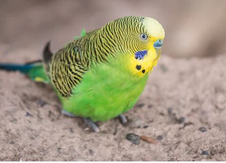 ¿Por qué los periquitos australianos se esponjan?