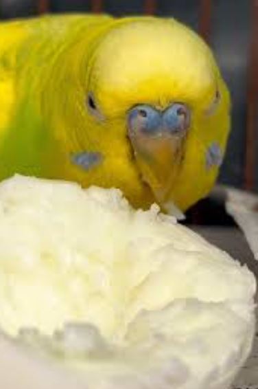 ¿Por qué los periquitos australianos sacan los huevos del nido?