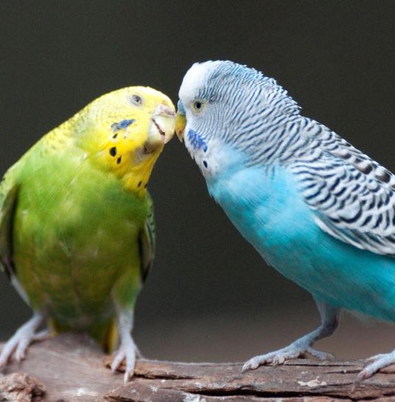¿Por qué mis periquitos australianos no se reproducen?