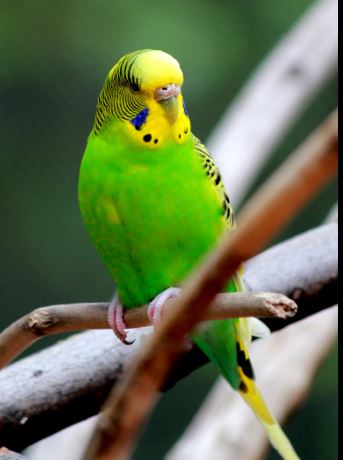 ¿Por qué los periquitos se quitan las plumas?
