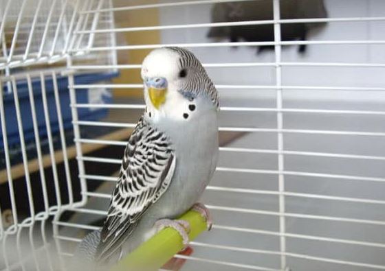 ¿Por qué mi periquito no tiene fuerza?