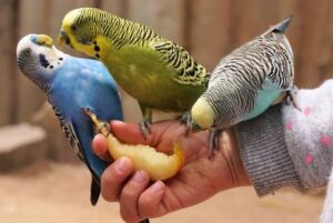 ¿Por qué mis periquitos se dan de comer?