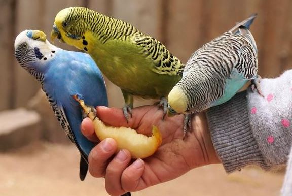 ¿Por qué mis periquitos se dan de comer?