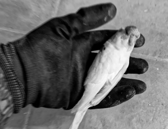 ¿Por qué los periquitos se mueren?