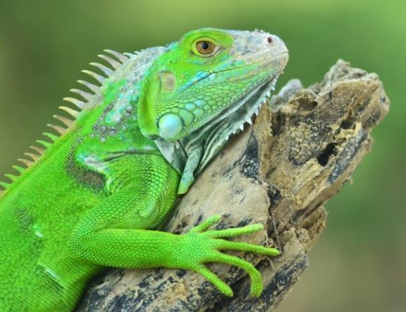 Qué reptiles puedes tener de mascota