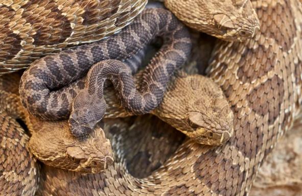 ¿Por qué la serpiente se arrastra?