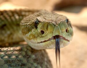 ¿Por qué la serpiente es astuta?