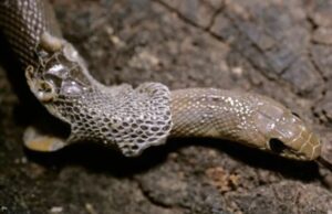 ¿Por qué la serpiente cambia de piel?