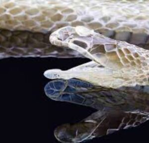 ¿Por qué la serpiente saca la lengua?