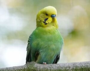 ¿Qué es tóxico para los periquitos australianos?