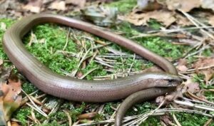 Por qué la serpiente no tiene patas?