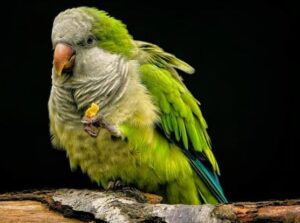 ¿Qué enfermedades transmiten los periquitos australianos a los humanos?