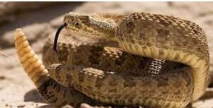 ¿Por qué la serpiente de cascabel hace sonar su cascabel?