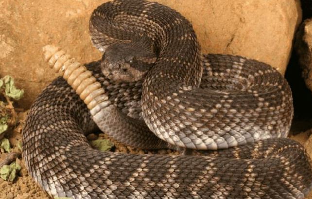 ¿Por qué la serpiente cascabel está en peligro de extinción?