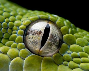 ¿Por qué la serpiente duerme con los ojos abiertos?