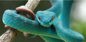¿Por qué la serpiente es un reptil?
