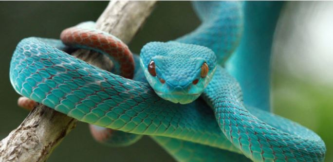 ¿Por qué la serpiente es un reptil?
