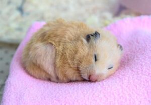 ¿Por qué mi hámster duerme mucho?