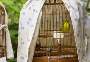 ¿Es malo tener pájaros en la habitación?