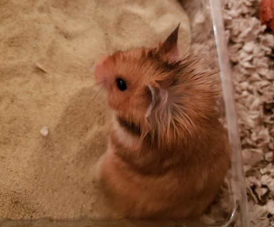 ¿Por qué mi hámster tiene el pelo mojado?