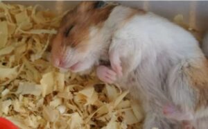 ¿Por qué mi hámster no se mueve?