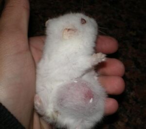 ¿Por qué mi hámster tiene una bola en el cachete?