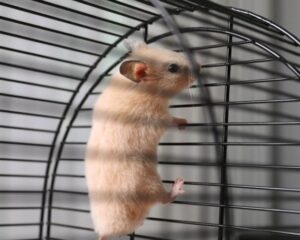 ¿Por qué mi hámster trepa la jaula?