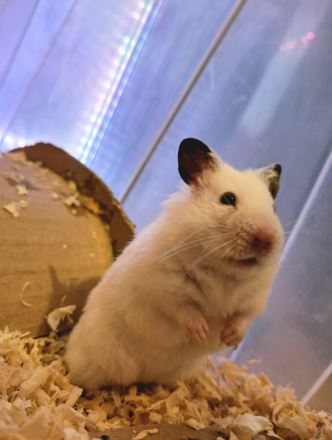 ¿Por qué mi hámster se para en dos patas?