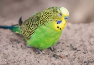 Enfermedades más comunes en los periquitos