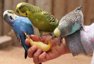 ¿Qué le doy a mis periquitos australianos?