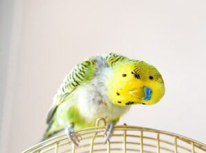 Qué causa el picaje en los periquitos australianos