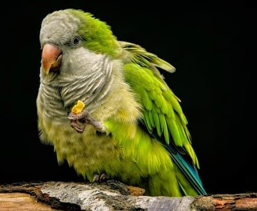 Acciones humanas que ponen en riesgo la vida de los periquitos australianos