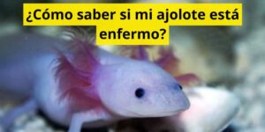 ¿Cómo saber si mi ajolote está enfermo?